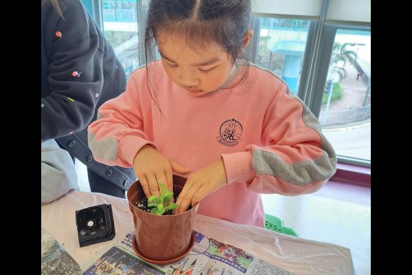 同學與家長義工一起「落手落腳」種植，令她們對植物有更深的認識。
