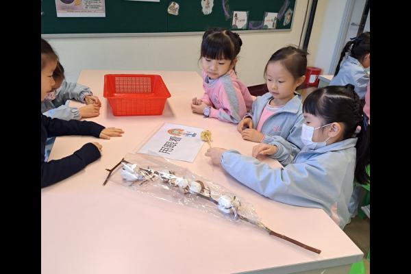 同學透過五感，用眼、耳、口、鼻及皮膚來認識植物。